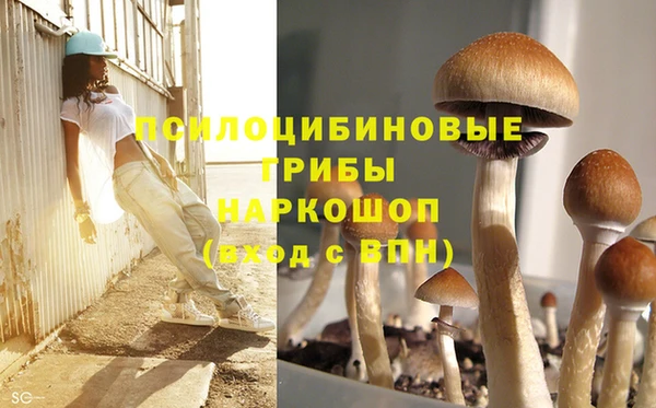 прущие грибы Горнозаводск
